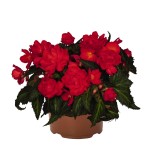 Begonia-IConia-Miss-Miami