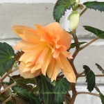 Бегония Belleconia Mango