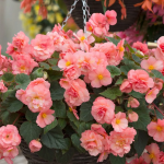 Бегония Sweetspice English Rose