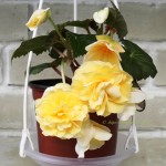 Бегония Sweetspice Yellow
